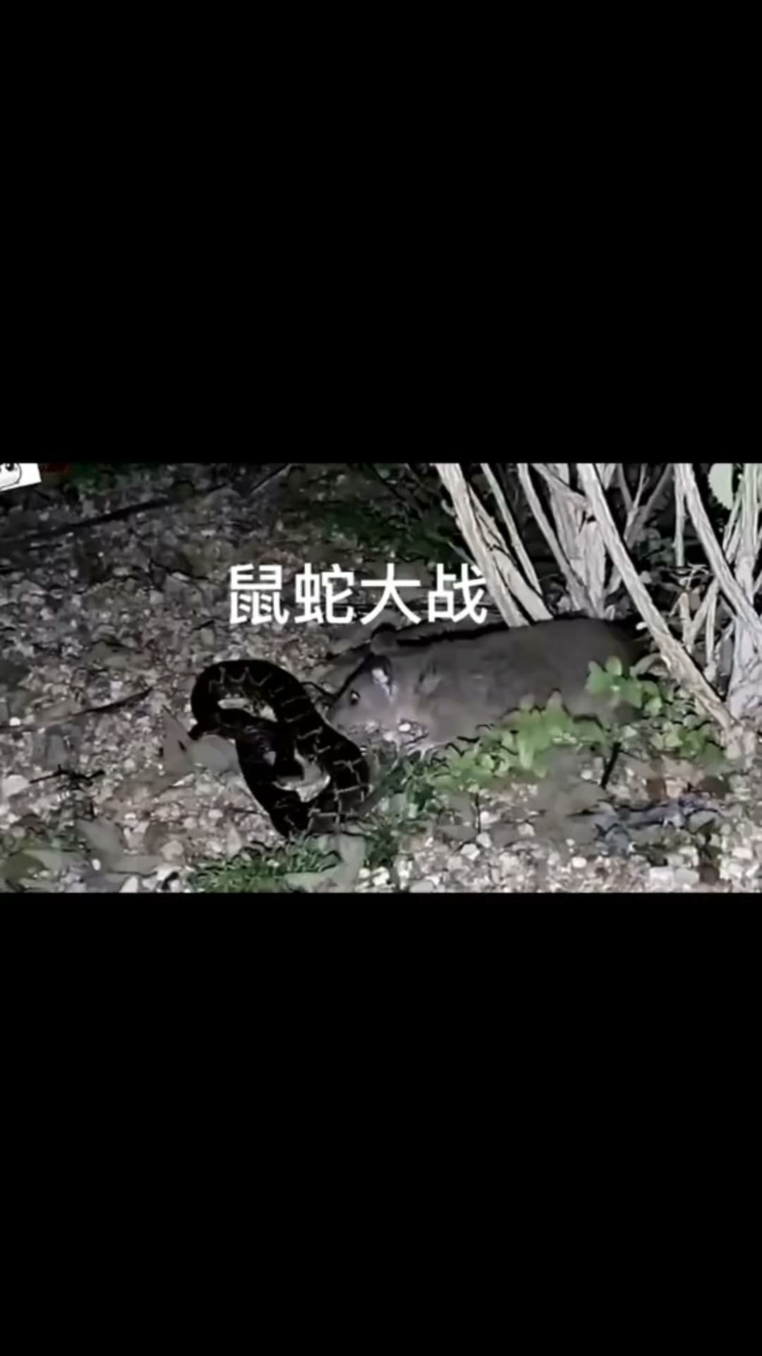 蛇是老鼠的天敌,第一次看到老鼠吃蛇