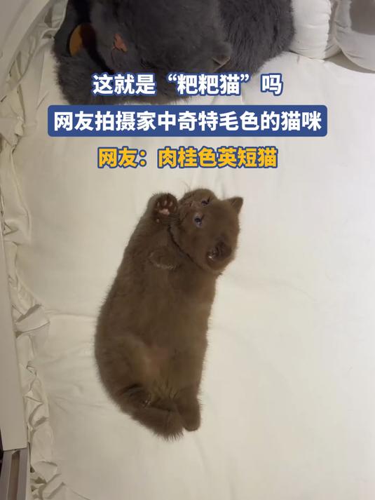 这就是“粑粑猫”吗,网友拍摄家中奇特毛色的猫咪