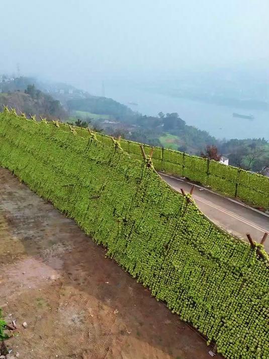 风干才是灵魂,这才涪陵榨菜传统工艺