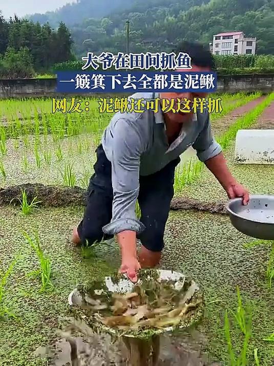 大爷在田间抓鱼，一簸箕下去全都是泥鳅，网友：泥鳅还可以这样抓