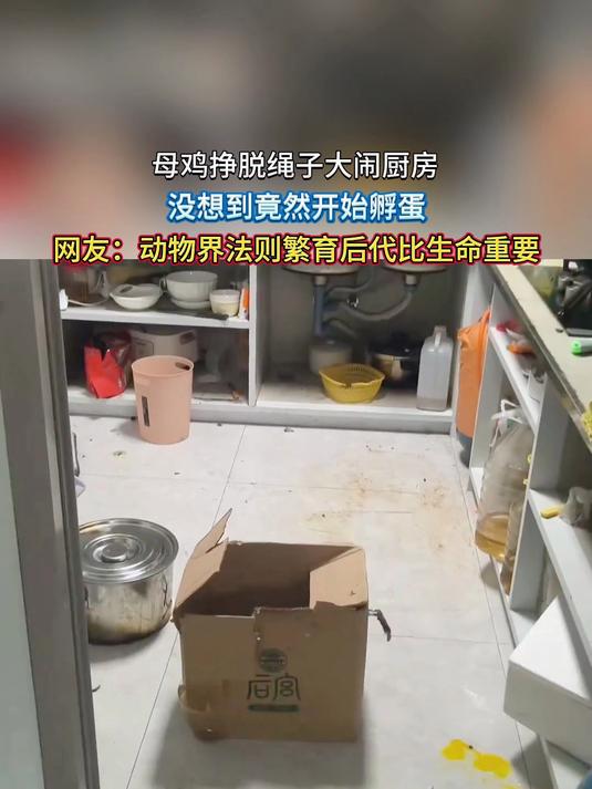 母鸡挣脱绳子大闹厨房,没想到竟然开始孵蛋,网友:动物界法则繁育后代比生命重要