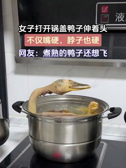 女子打开锅盖鸭子伸着头，不仅嘴硬，脖子也硬