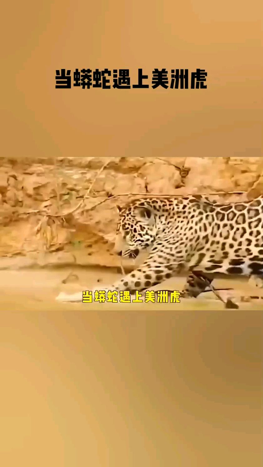 当蟒蛇遇上美洲虎。