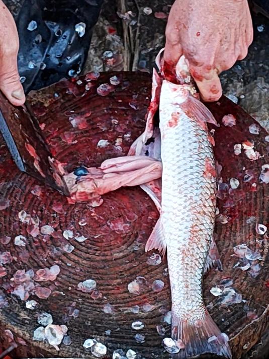 黄油鲚,就是北方的开凌梭,红眼梭