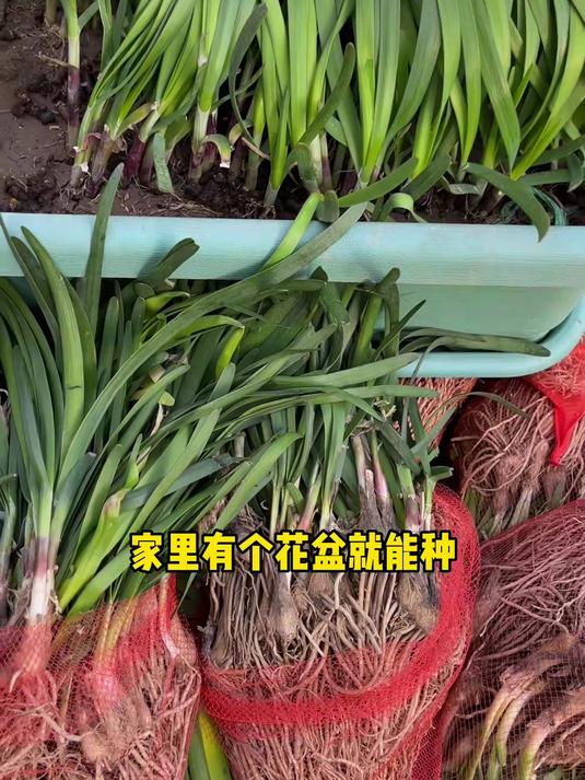红根韭菜根,阳台种五棵够炒菜,随吃随割真方便