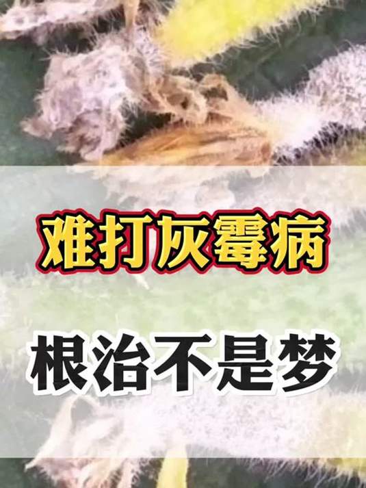 冬季黄瓜灰霉大爆发!咋防治?这配方超有效!