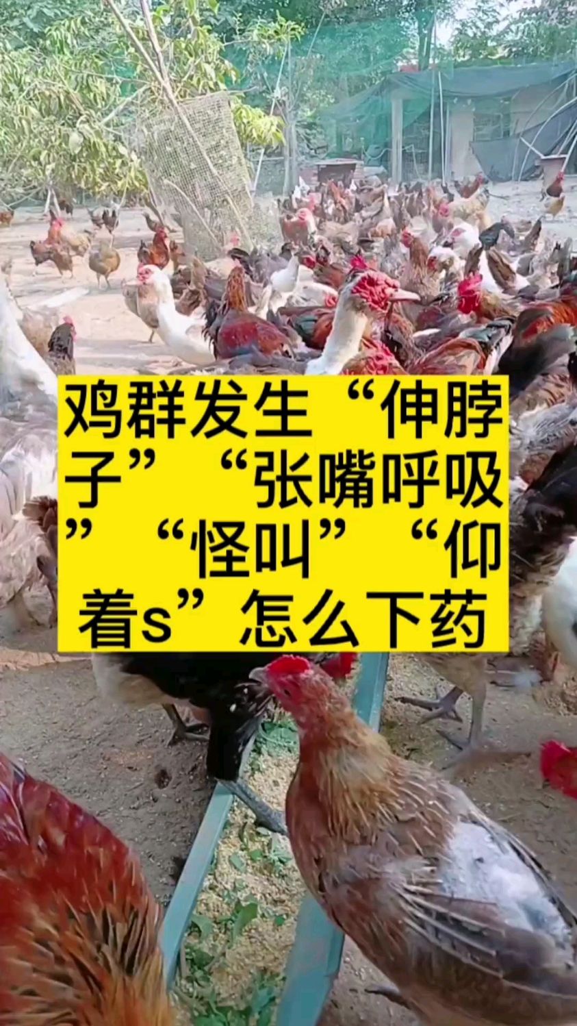 鸡群出现这些情况怎么治疗