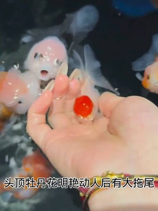 鹤顶红金鱼好养又好看 养它寓意美好 鱼缸必备