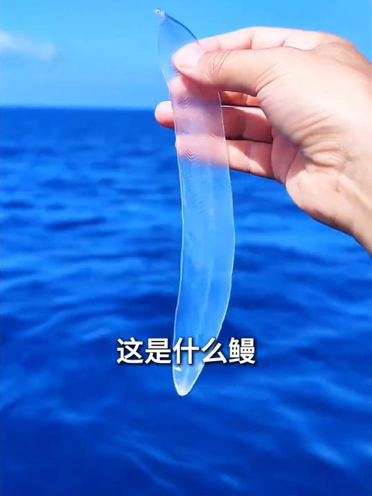 带你认识15种鳗鱼，你知道几种？