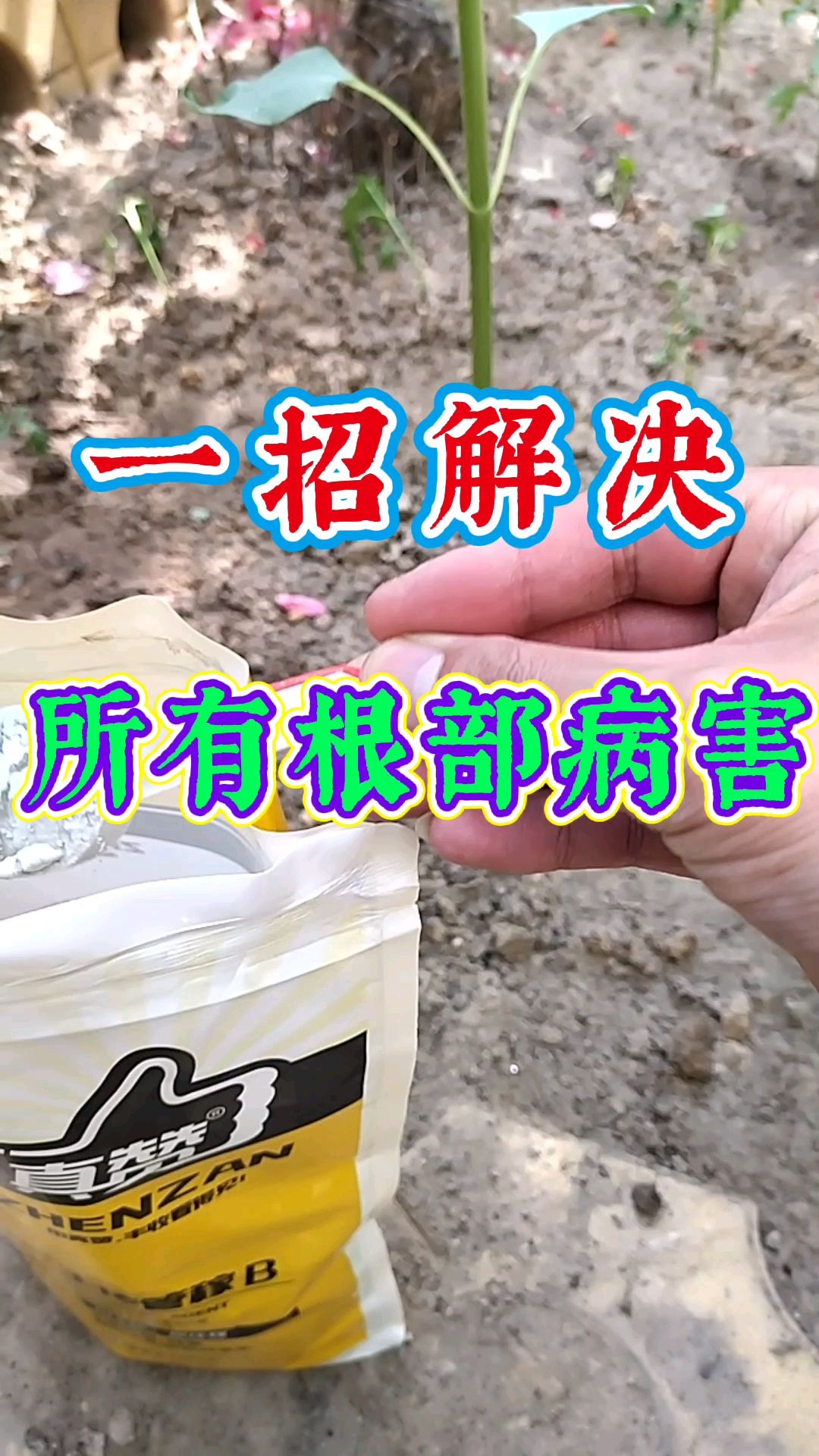 根腐病如何有效防治?教你一招轻松解决所有根部病害!