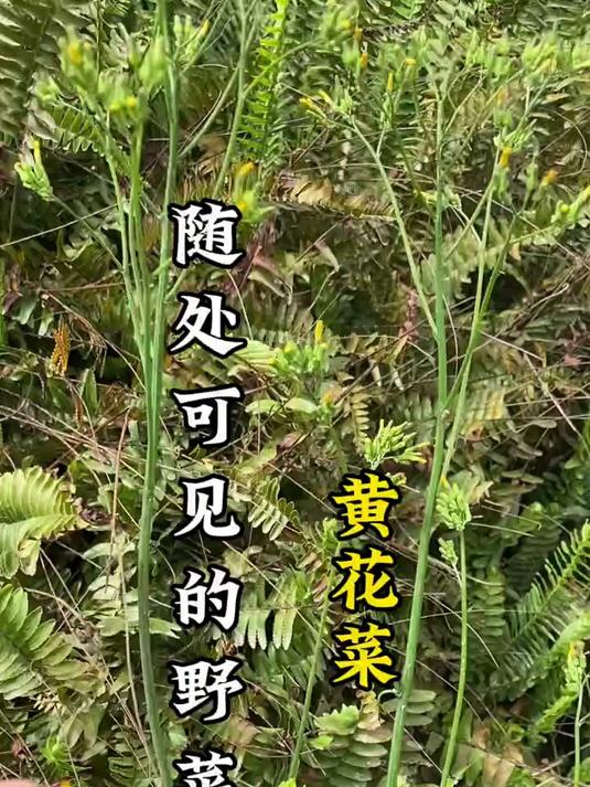 黄花菜,野菜中的王者