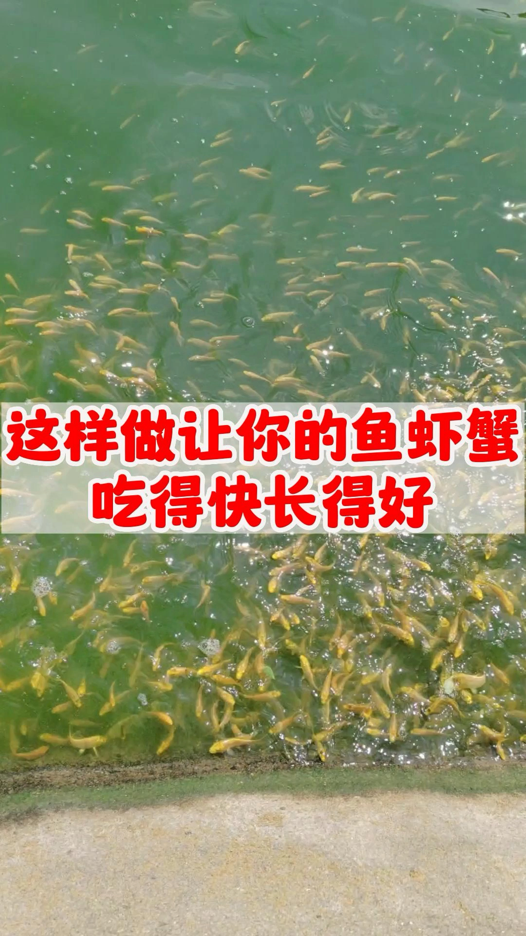 这样做让你的鱼虾蟹吃得快长得好