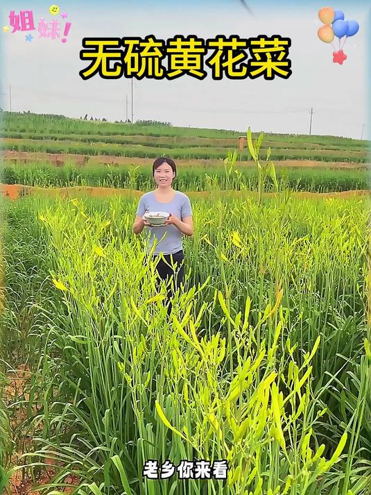 现在这个季节常吃黄花菜 营养美味,吃法还多样 随便怎么做都好吃