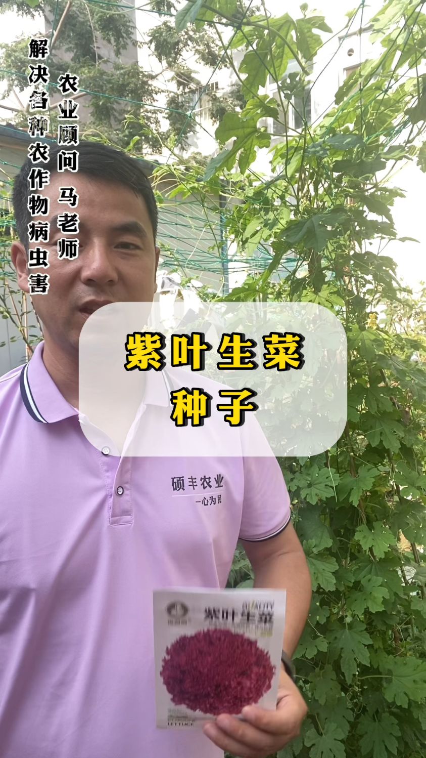 耐热不生虫,好管理撒下种子几天就发芽十几天就能吃
