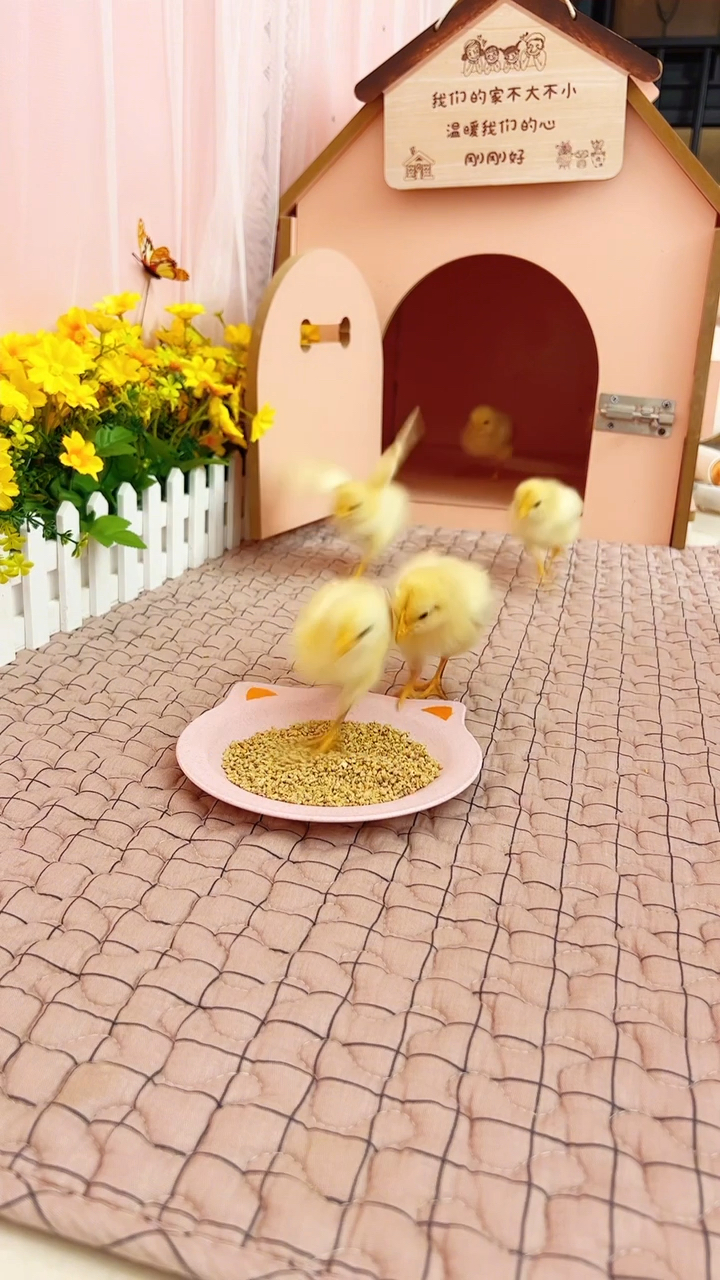 超市买鸡蛋送小鸡