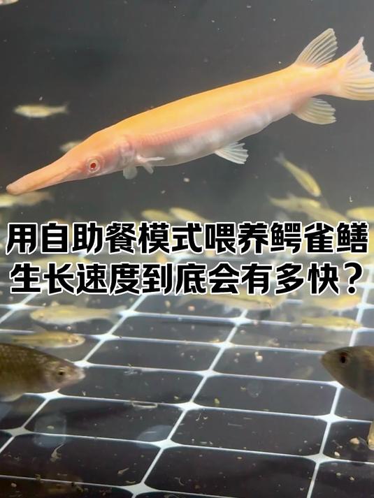 淡水鱼王争霸赛火热进行中！