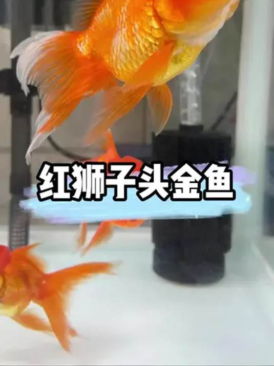 红狮子头金鱼太迷人!虎头虎脑肥硕身,养鱼人都爱