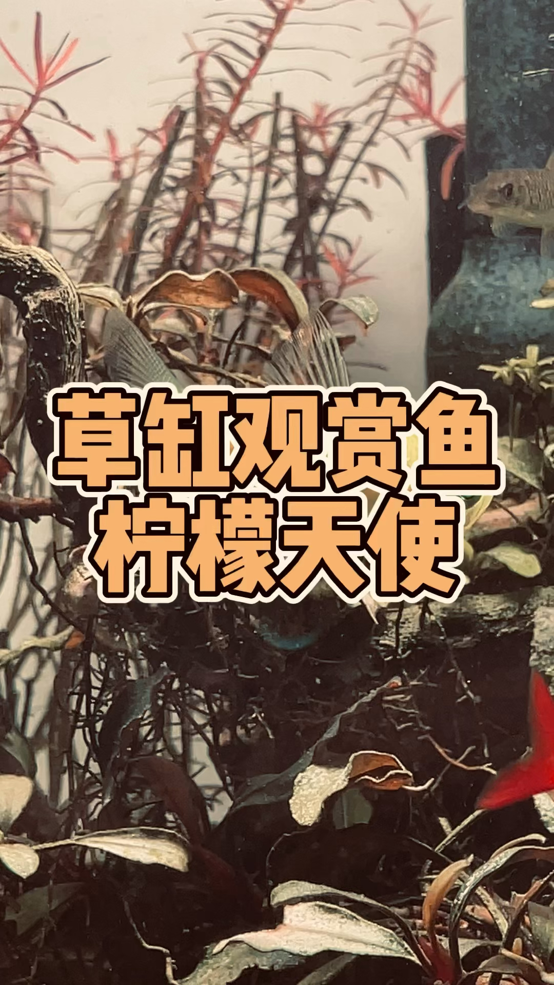 热带鱼-柠檬天使鱼