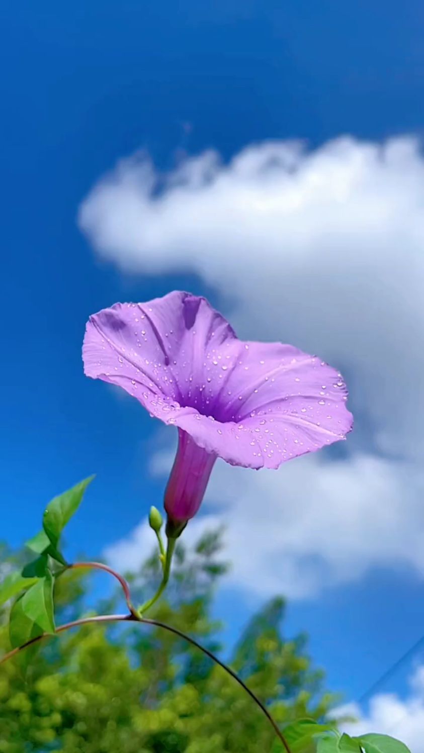 唯美漂亮的五爪龙花，闻风起舞，婀娜多姿。