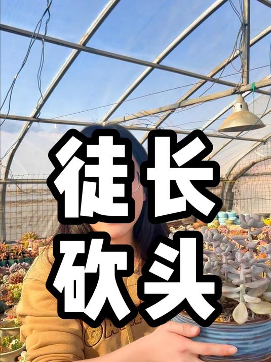 徒长的多肉的解决办法，大家可以收藏一下