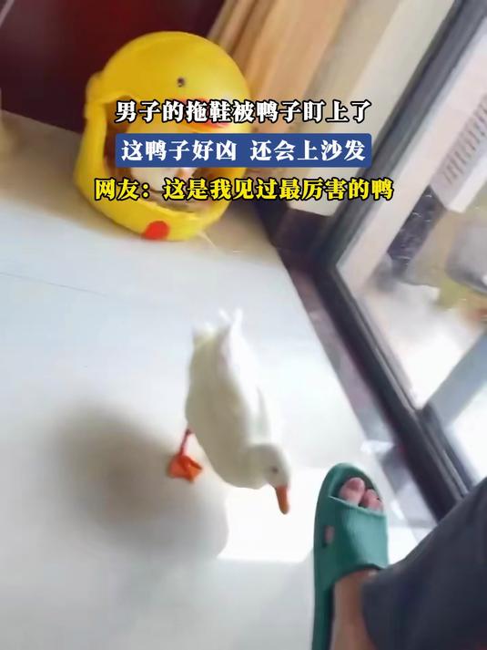 #金榜同行时#男子的拖鞋被鸭子盯上了，这鸭子好凶，还会上沙发，网友：这是我见过最厉害的鸭