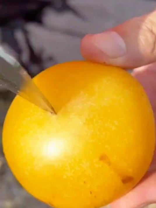 你吃过那么好吃的人参果吗?鲜嫩多汁的水果