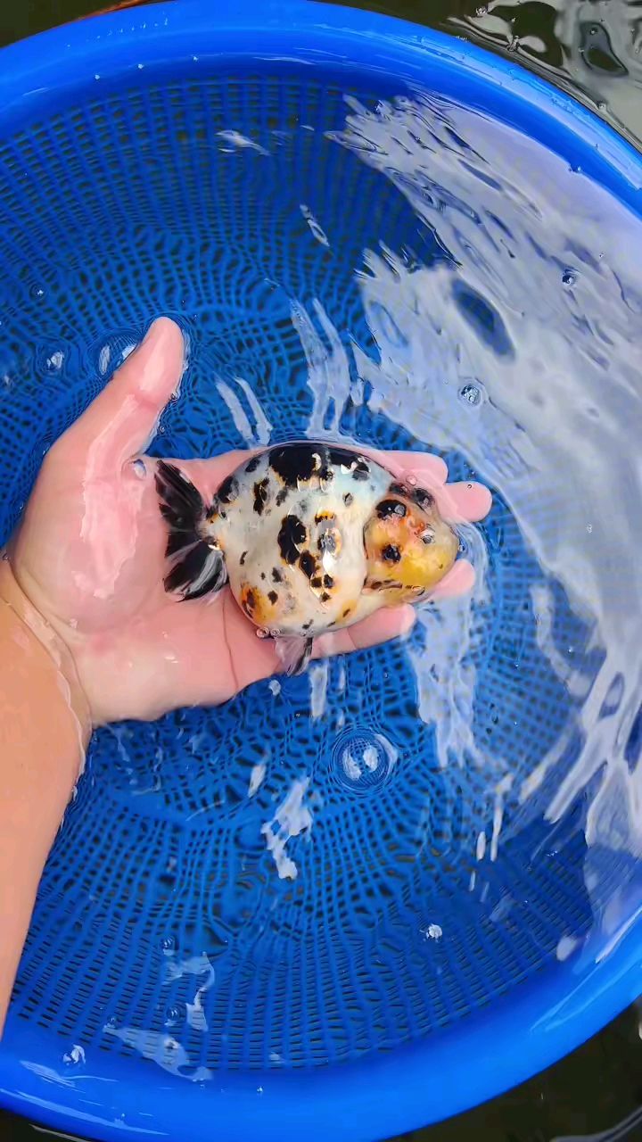 超级元宝体型,花寿