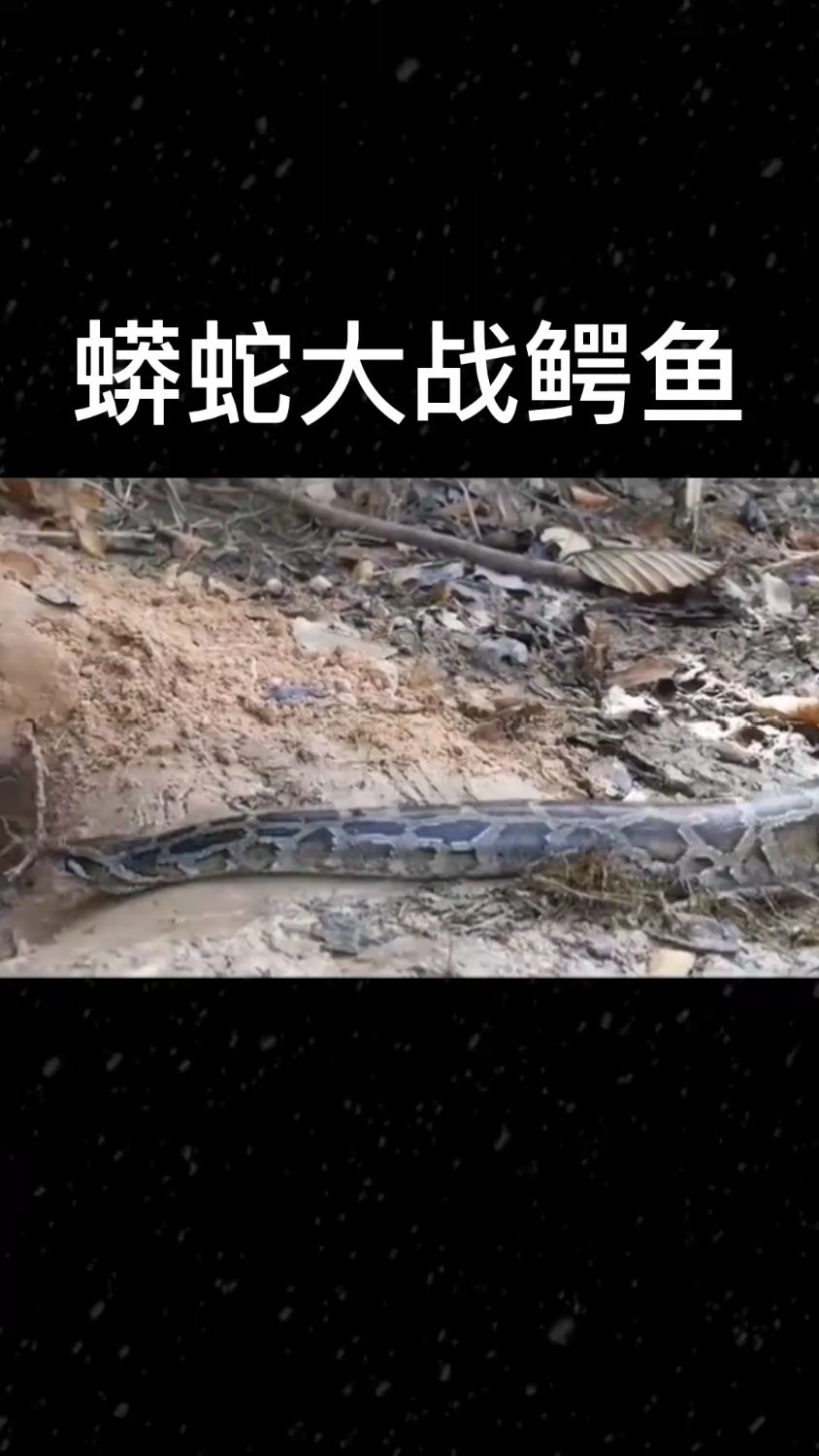 蟒蛇大战鳄鱼,鳄鱼咬住蟒蛇,最终却被蟒蛇制服了。