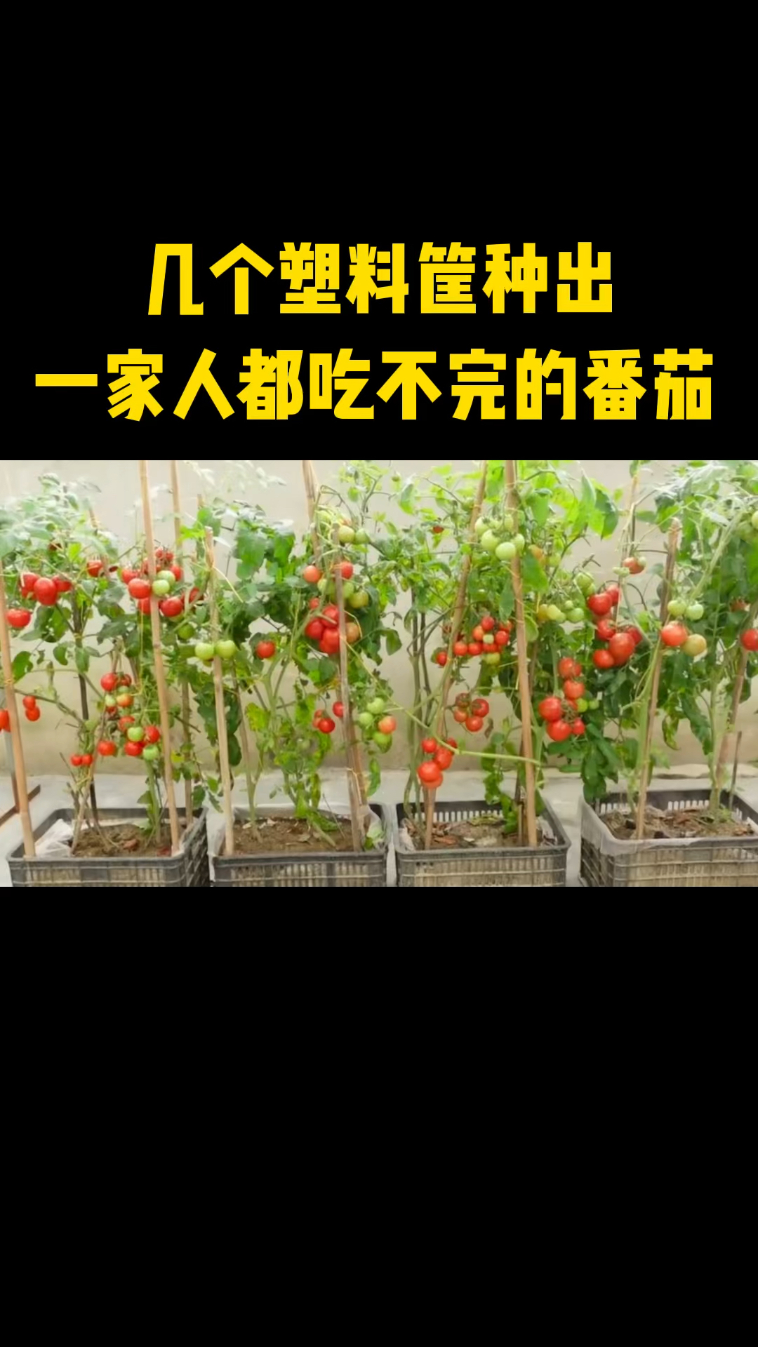 用几个塑料筐种出一家人吃不完的番茄,多的还可以送点给邻居。