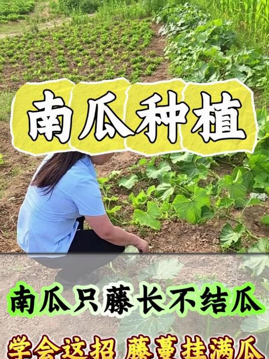 南瓜只长藤不结瓜 学会这招 藤蔓挂满瓜#南瓜种植##南瓜种植管理##南瓜种植技术##南瓜#