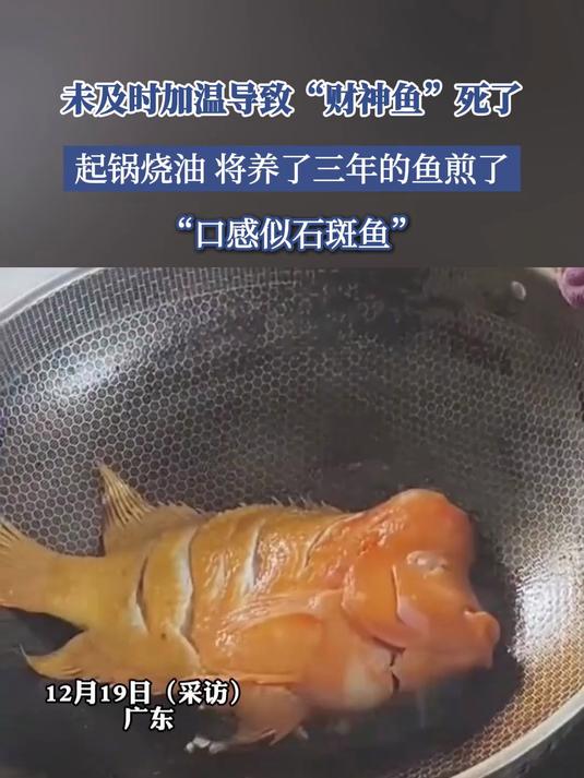 未及时加温导致“财神鱼”死了,起锅烧油,将养了三年的鱼煎了