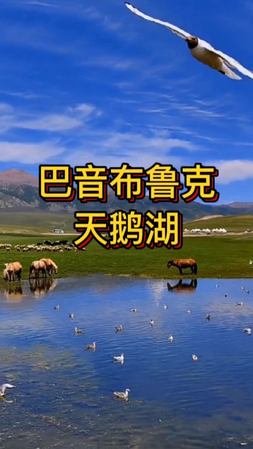 中国最美湿地-巴音布鲁克天鹅湖