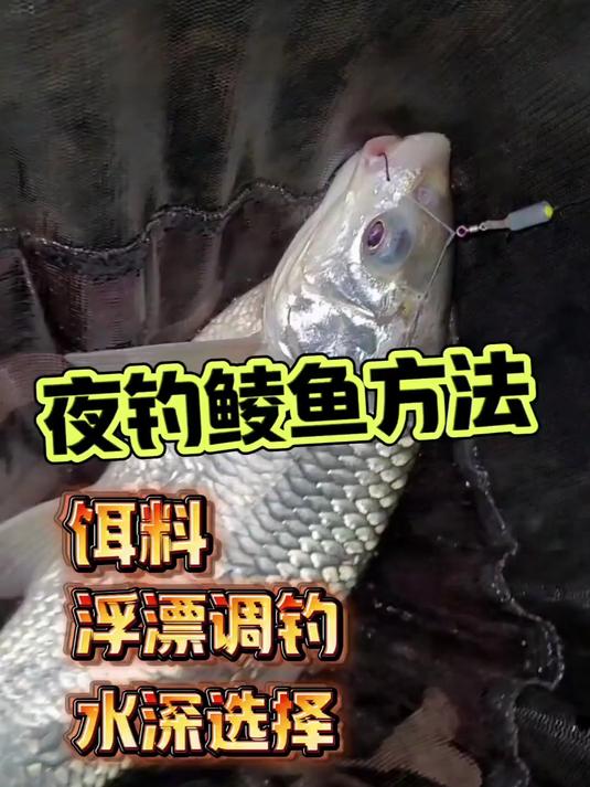 饵料，水深，浮漂，调钓，杆长都是夜钓鲮鱼的重要要素