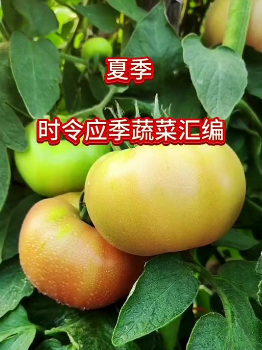 夏季时令应季蔬菜汇编