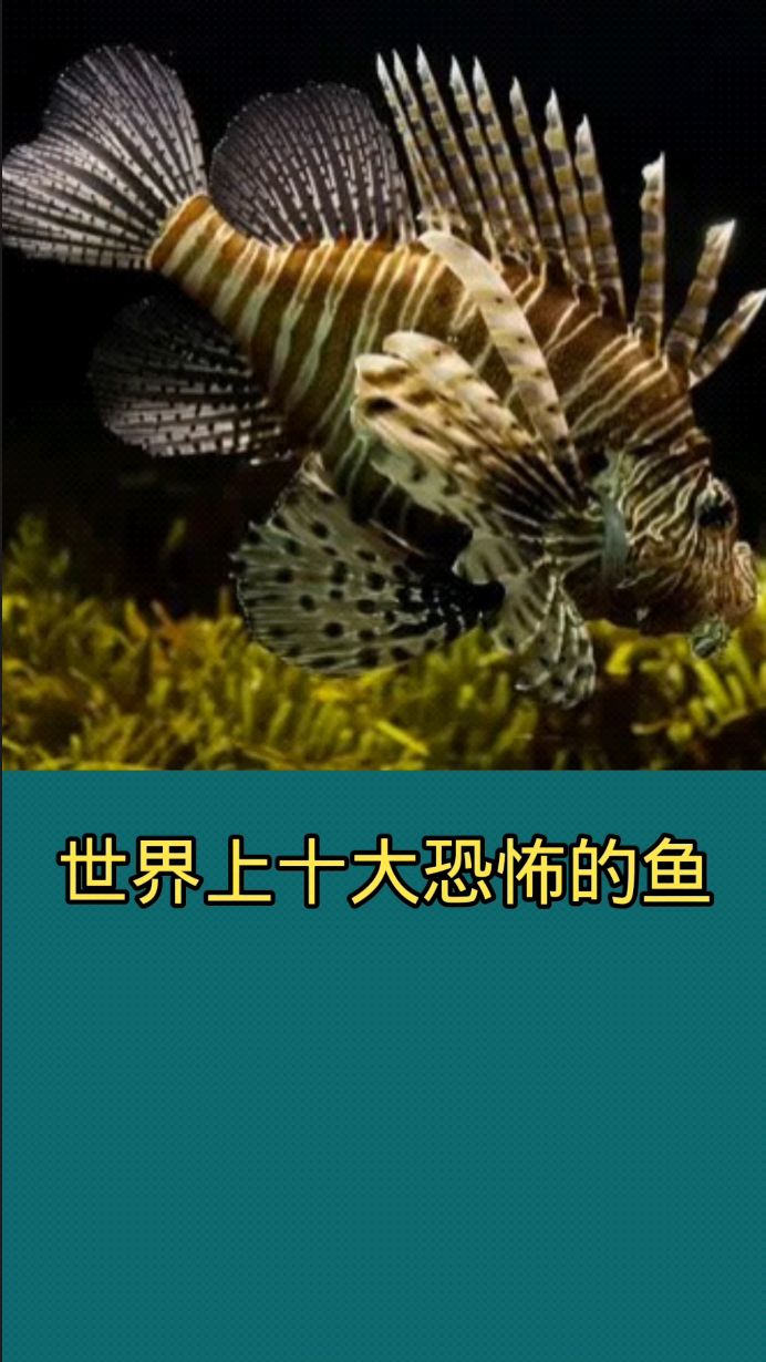 世界上十大恐怖的鱼