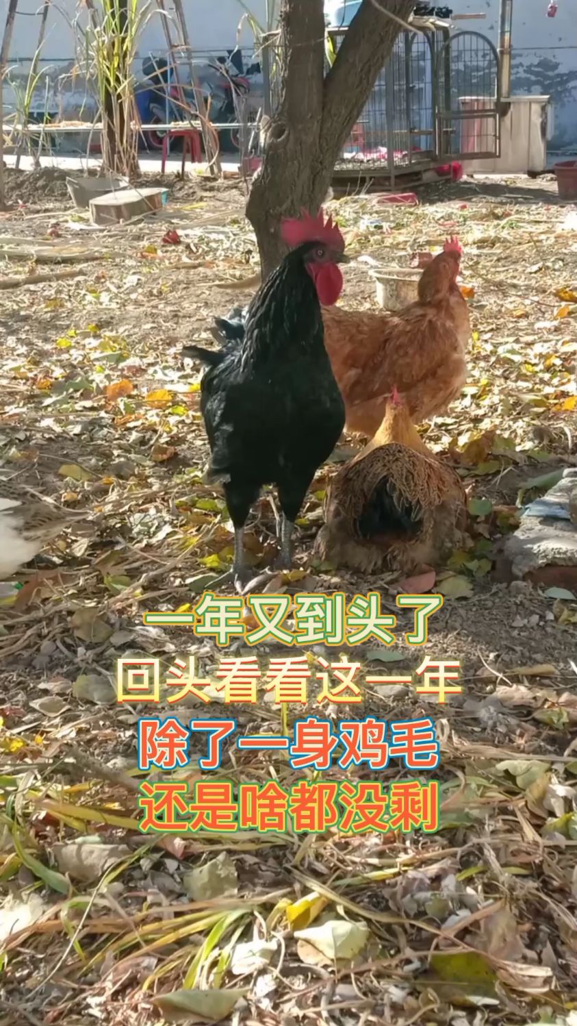 一年到头鸡毛没剩