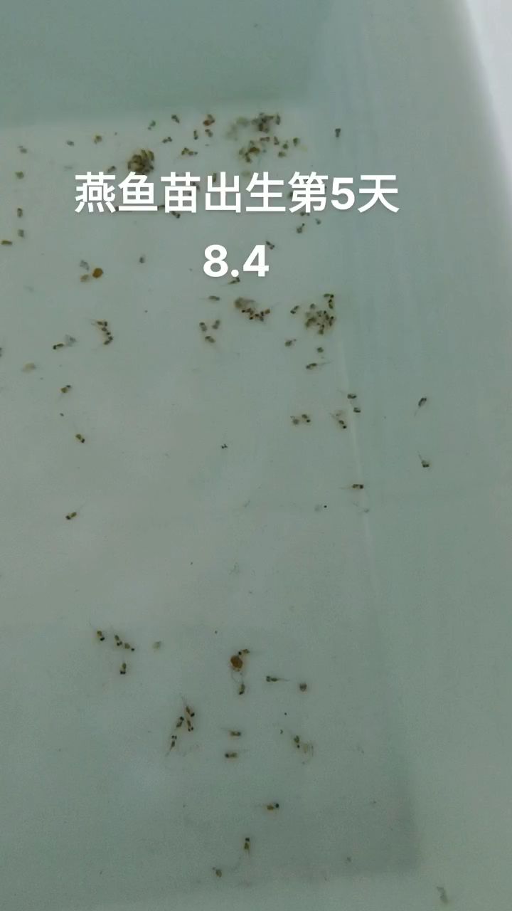 燕鱼繁殖人工孵化