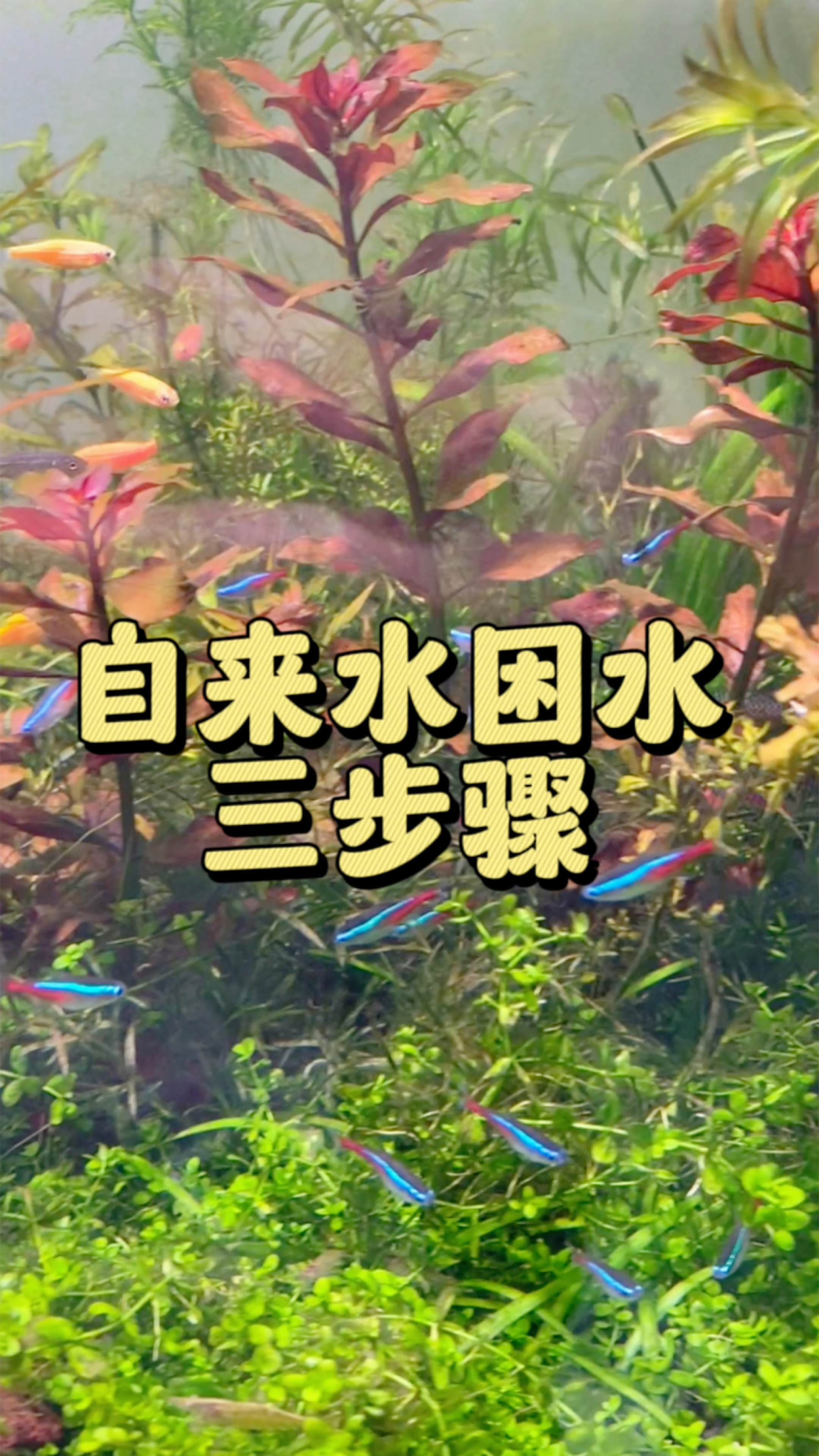 自来水不能直接养鱼,分享困水三步骤 。#水族#困水#养鱼日记