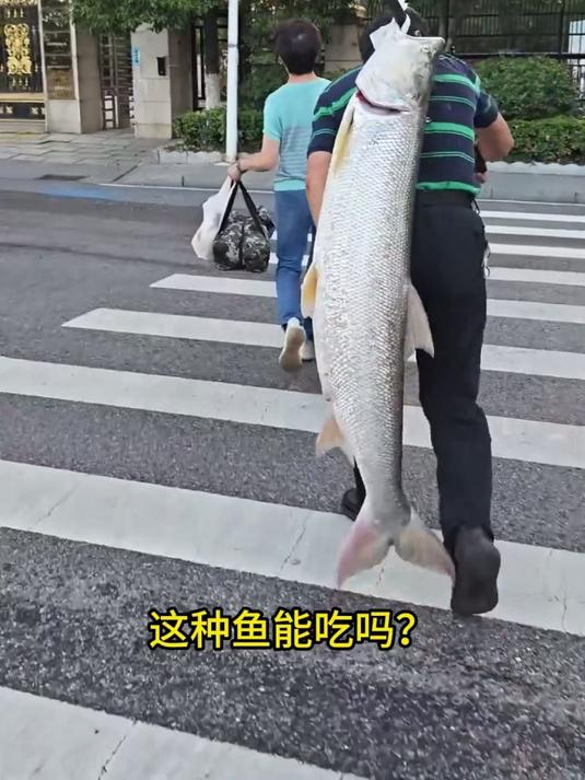 分享14种不同品种的鱼,你见过几种!#户外钓鱼 #深海鱼 #海洋生物 #淡水鱼