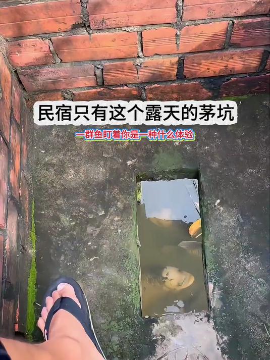 民宿只有这个露天的茅坑，一群鱼盯着你是一种什么体验？#好多鱼##万万没想到# #民宿旅游#