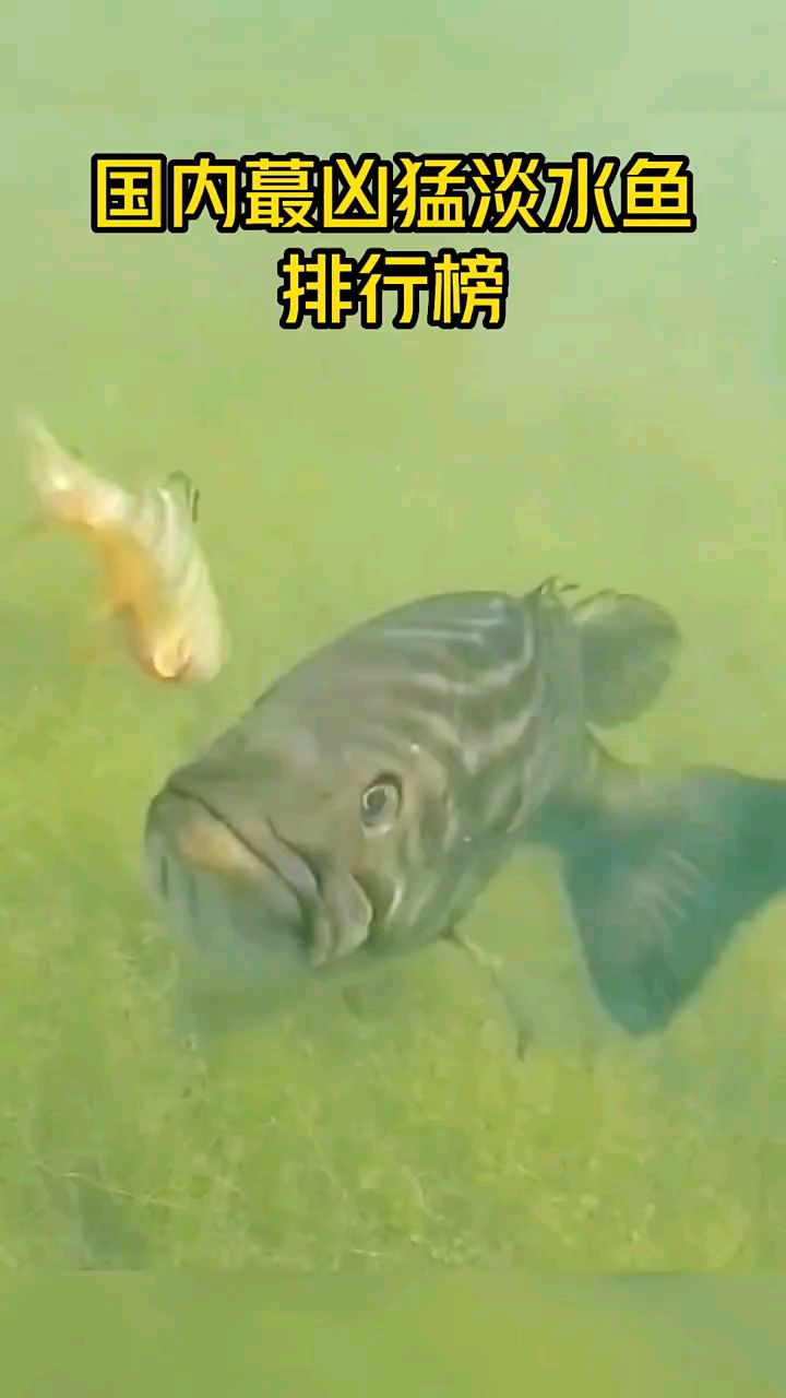 国内最凶猛淡水鱼排行榜。