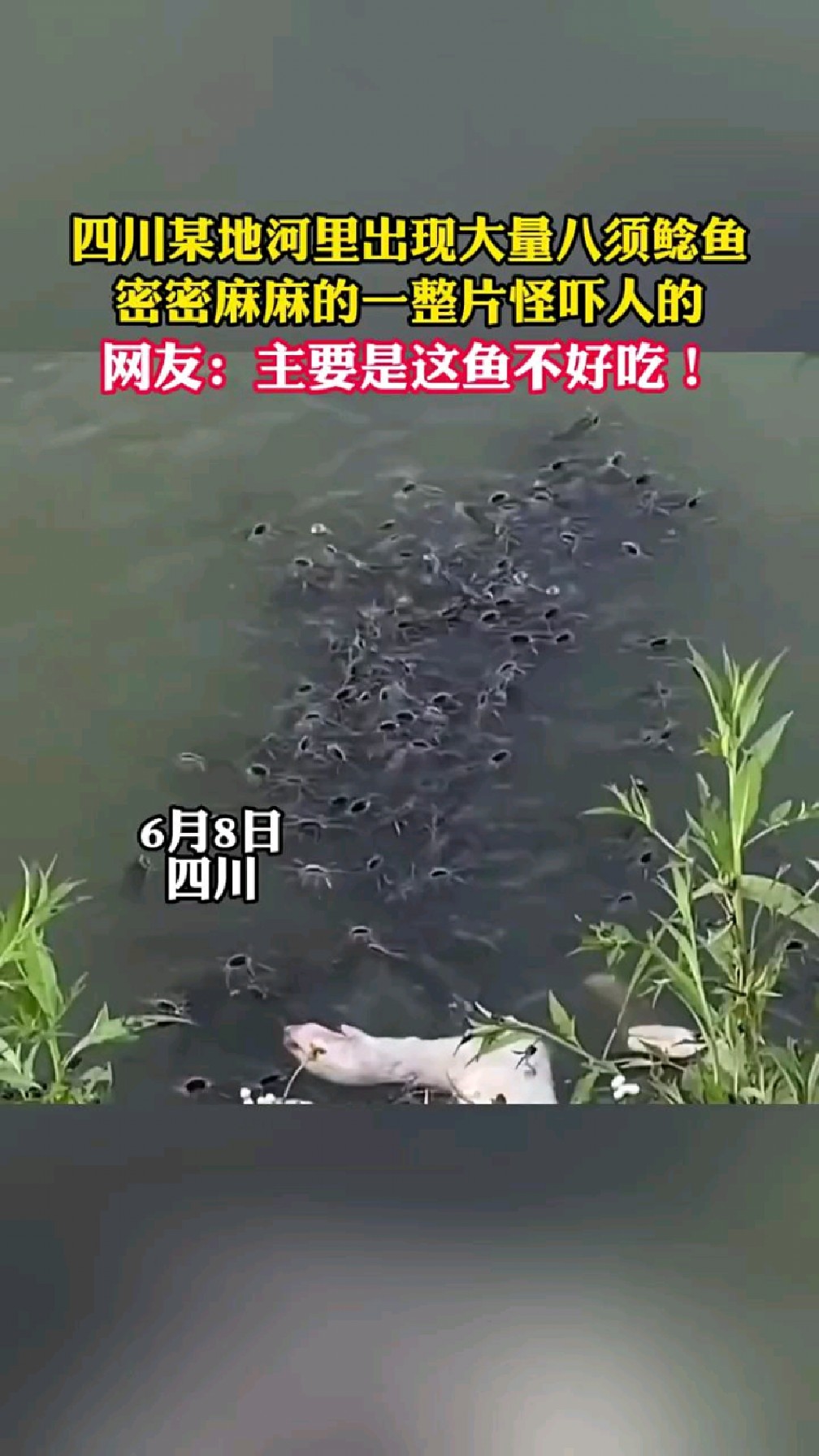 四川某地河里出现大量 八须鲶鱼搜 ,密密麻麻的一整片怪吓人的#外来生物入侵