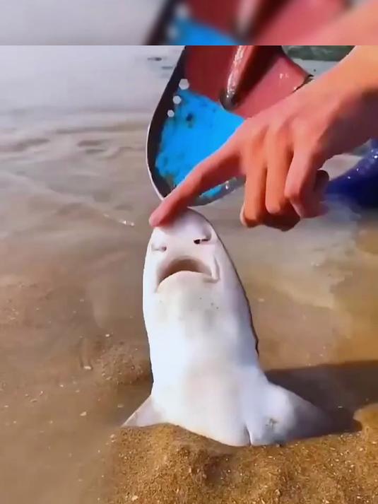 沙滩上救助一只小鲨鱼,几年后在海里再次相遇,内心铭记救命之恩