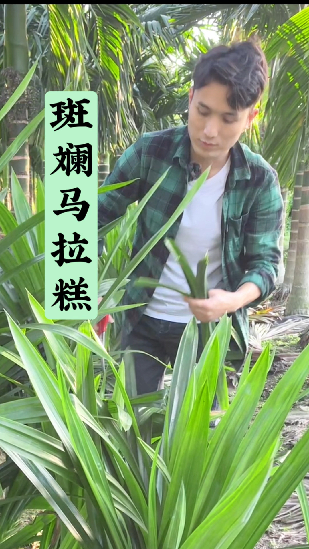 软弹的斑斓马拉糕一出锅就香到我了,比吃肉还香