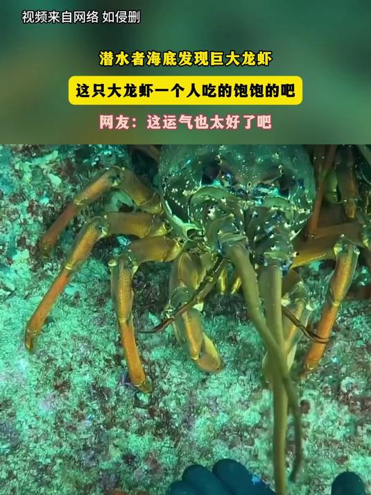 潜水者海底发现巨大龙虾这只大龙虾,一个人吃的饱饱的吧