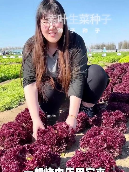 种植紫叶生菜,体验绿色生活的魅力