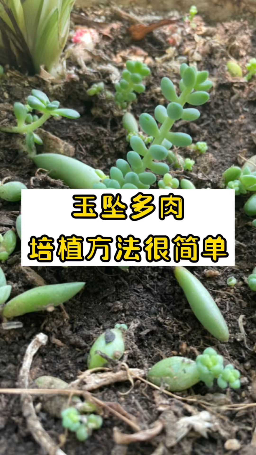 多肉植物种植方法:玉坠多肉简单种植方法