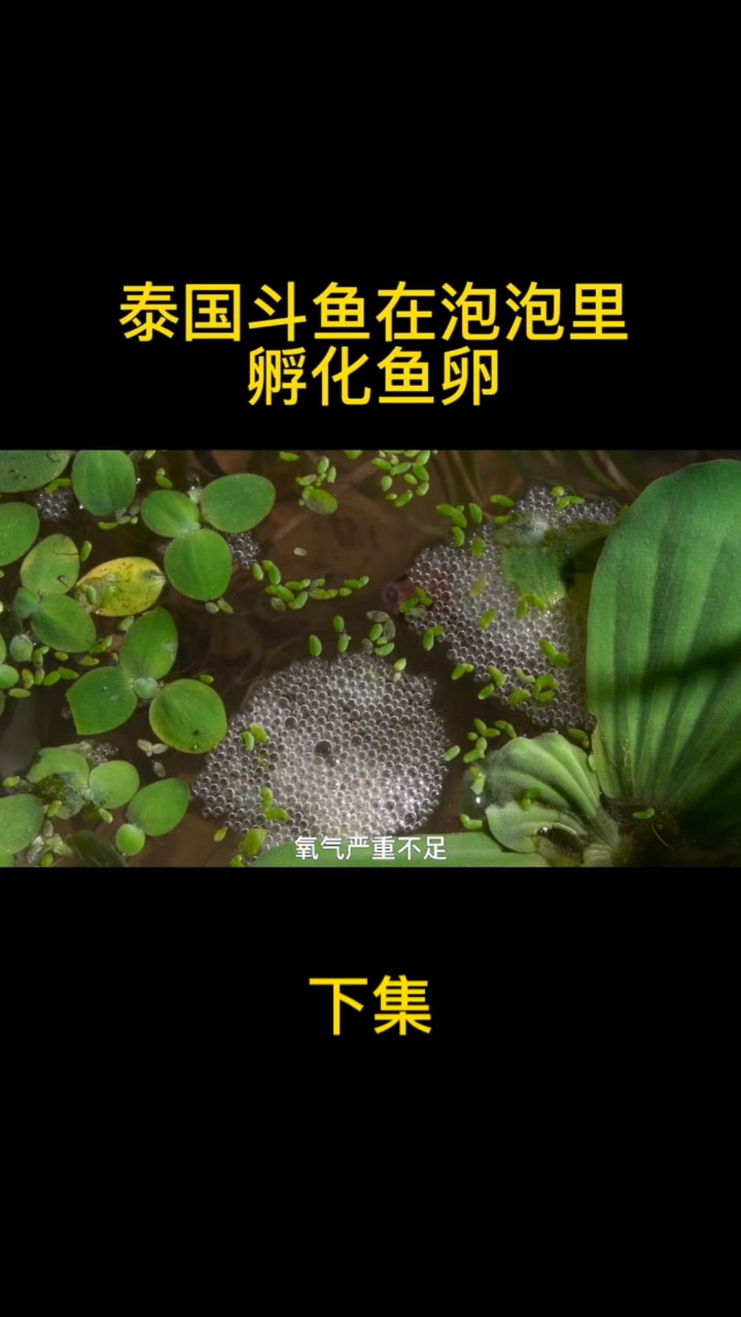 泰国斗鱼在泡泡里孵化鱼卵《下集》