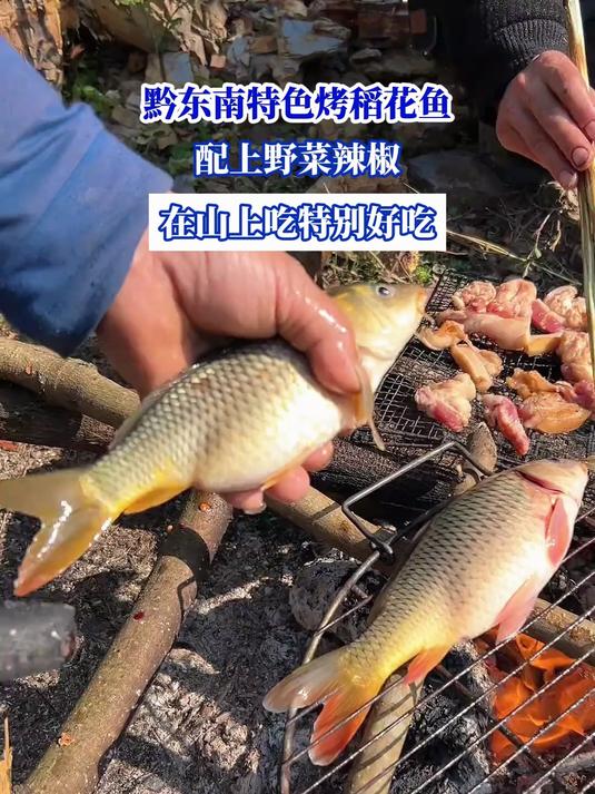 黔东南特色烤稻花鱼,配上野菜辣椒,在山上吃特别好吃