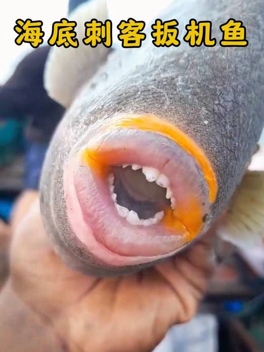 扳机鱼拥有厚实性感的嘴唇,它喜欢随机亲吻路过的人类